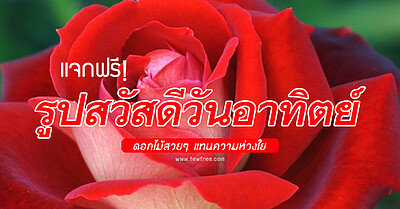 แจกฟรี! รูป สวัสดีวันอาทิตย์ ดอกไม้สวยๆ วันหยุดสดใส - Tewfree